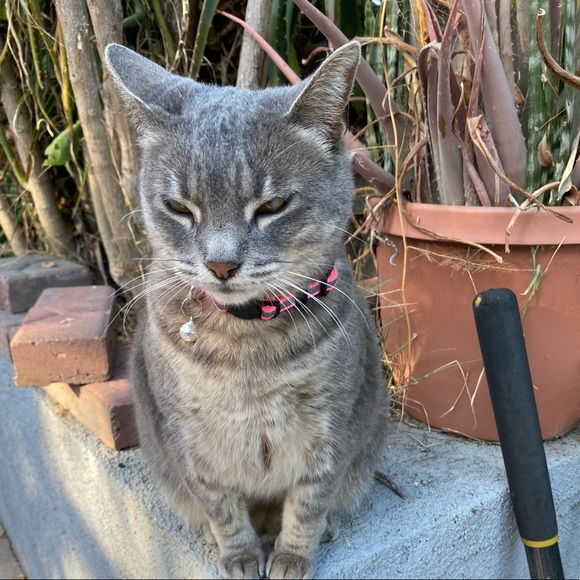 Meet your Posher, Erica - Picture 1 of 1